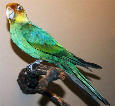 February Carolina Parakeet Goes Extinct Today In Conservation