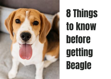 Essential Things To Understand About Beagles