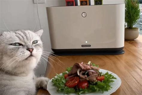 Cat Cooking Food Now This Will Make Your Day