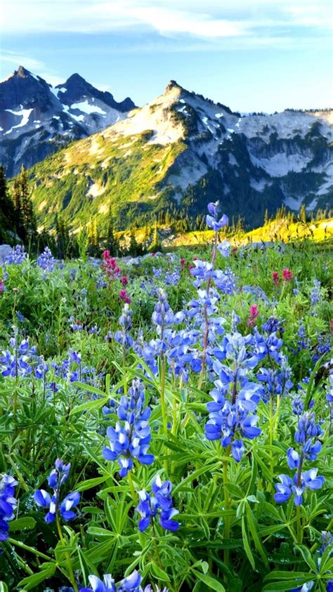 Free Download T Montagne Prairie Fleurie Wallpaper Hd Mountain Flower