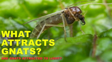 What Attracts Gnats Why Are Gnats Attracted To Me Youtube