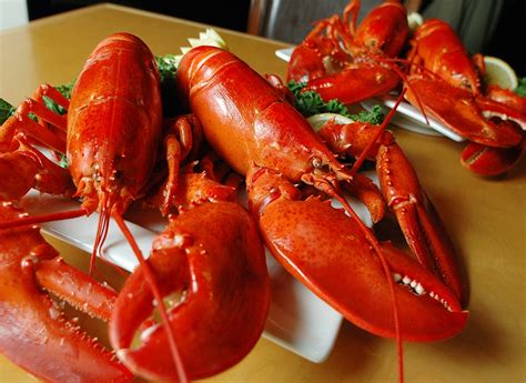 ON SALE! 4 Packs of Live Maine Lobsters!