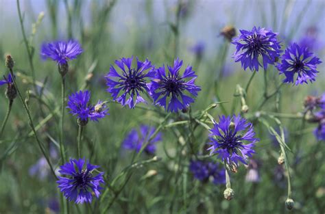 Check spelling or type a new query. Easiest Annual Flowers to Grow From Seed