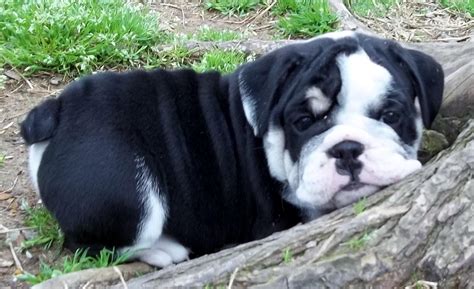 My name is debi, i would like to start by telling you a little bit about myself and how i got started with this wonderful breed. East Texas English Bulldogs - Dog Breeders - Winnsboro, TX