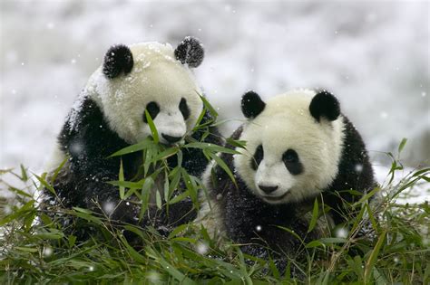 Giant Panda Hd Wallpapers High Definition Free