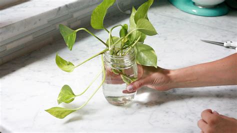How to propagate plants using cuttings. How to Grow, Care for and Propagate a Pothos Plant ...