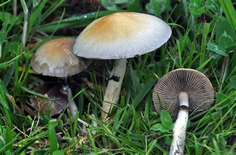 Псилоцибе кубенсис Psilocybe Cubensis или Stropharia Cubensis фото и