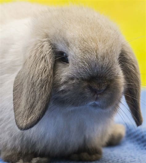 10 Razze Di Conigli Più Piccole Del Mondo Con Foto Marjolein