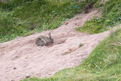 How Deep Is The Average Rabbit Burrow It Depends On The Conditions