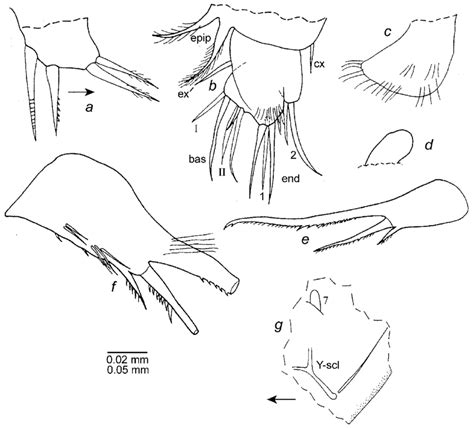 Eusarsiella Syrinx New Species Paratype Usnm 1021469 Instar I A 4 Download Scientific
