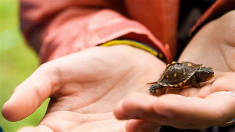 Why This Study Of Box Turtles Will Plod Along Slow And Steady For 100