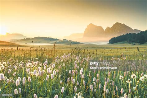 View Of The Seiser Alm One Of The Biggest Alpine Meadows On The