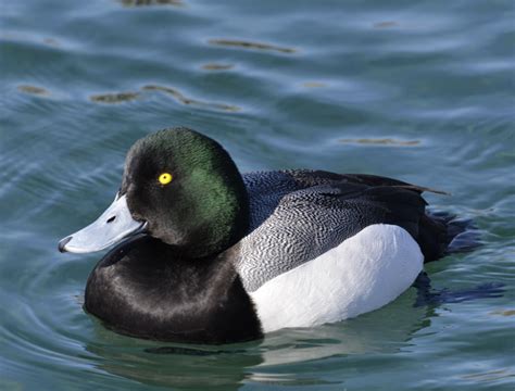 What Black And White Duck Has A Green Head And A Blue Bill And Winters