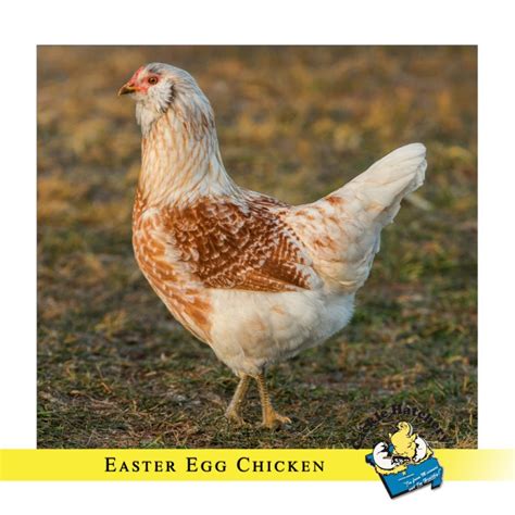 Easter Egger Chickens And Baby Chicks For Sale Cackle Hatchery