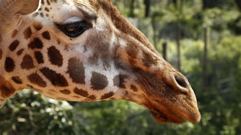 Giraffes Face Silent Extinction As Population Shrinks Nearly 40