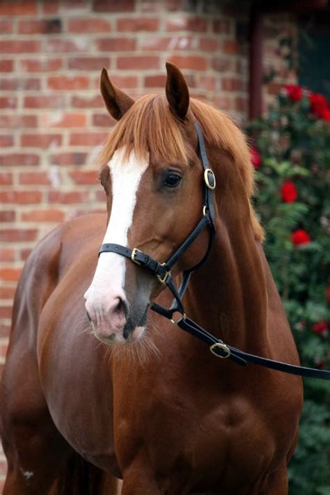 Es Heartbreaker Horses Amazing Animal Pictures Wonder Pets