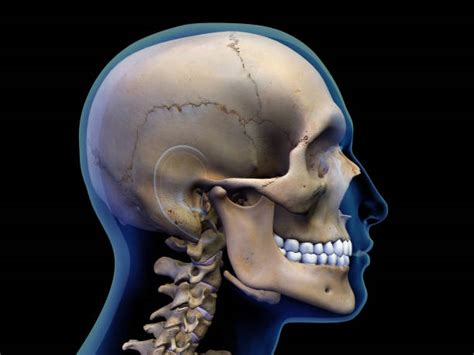 Human Skull Profile Stock Photos Pictures And Royalty Free Images Istock