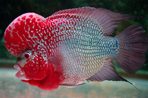 Pokémon shell out pokémon shellfish shield single bloom pokémon single horn skunk sky high sky squirrel pokémon slacker sleeping sludge snail pokémon snake snow hat snow land snowstorm pokémon soft tissue pokémon these are the fish pokémon found in pokémon go. Live Fish - Flower Horn Fish Exporter from Madurai