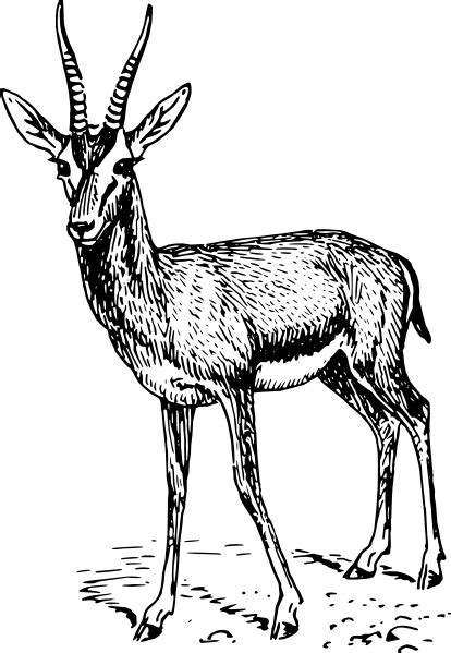 Gazelle ii drawing by aric conall. Gazelle Drawing Clip Art at Clker.com - vector clip art ...