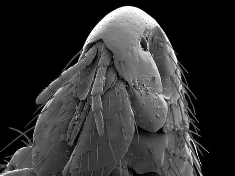 Cat Flea Head Photograph By Steve Gschmeissnerscience Photo Library