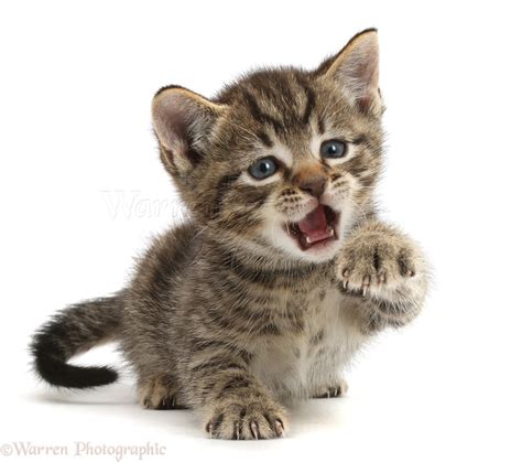 Small Tabby Kitten With Raised Paw And Open Mouth Photo Wp42142