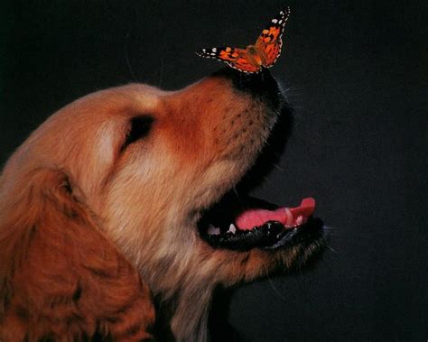 What Is A Butterfly Nose On A Dog