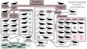 Shrimp Crossbreeding Chart Bit Lo 2014 1
