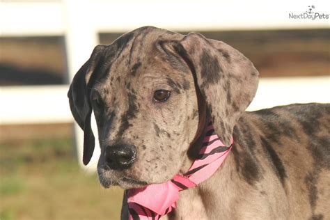 Both parents registered with canine sa, from german bloodline. Gorgeous Harlequin Litter ! | Great Dane puppy for sale ...