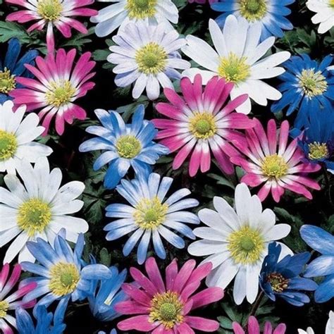 Learn how to plant, grow, and care for anemone bulbs with our planting guide. Anemone 'Windflower' ( Mixed Anemone Blanda Bulbs) deep ...