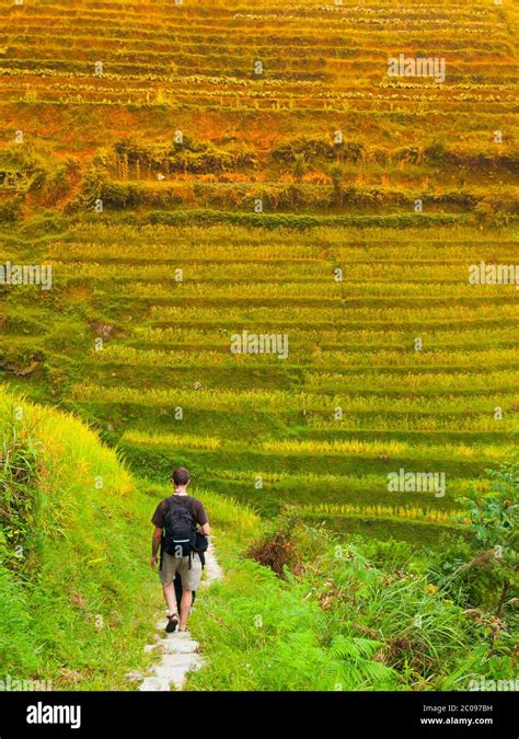 Tourist On Dragon S Backbone Rice Terraces Longsheng Guangxi China Stock Photo Alamy
