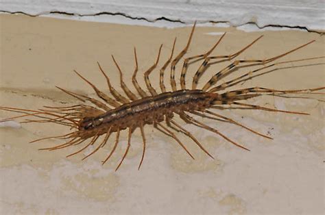 Although a cat might nibble and play with one from time to time because cats are instinctively interested in small moving objects. Bug in my basement - Scutigera coleoptrata - BugGuide.Net