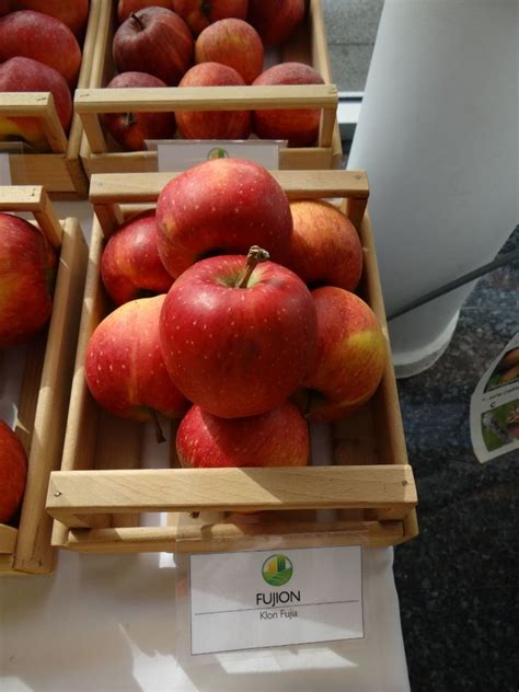 Bobičasto voće pruža antioksidantnu zaštitu mozgu. Voće - Biljne vrste i sortne liste | Agroklub.com