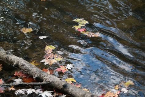 Leaves Float Down The River Stock Photo Image Of Fall Leaves 131205508