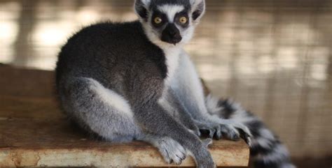 Ring Tailed Lemur Zoo And Snake Farm New Braunfels