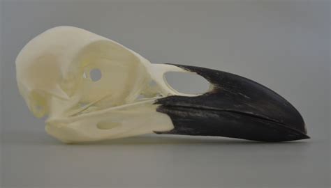 Corvus Corax Raven Skullsite