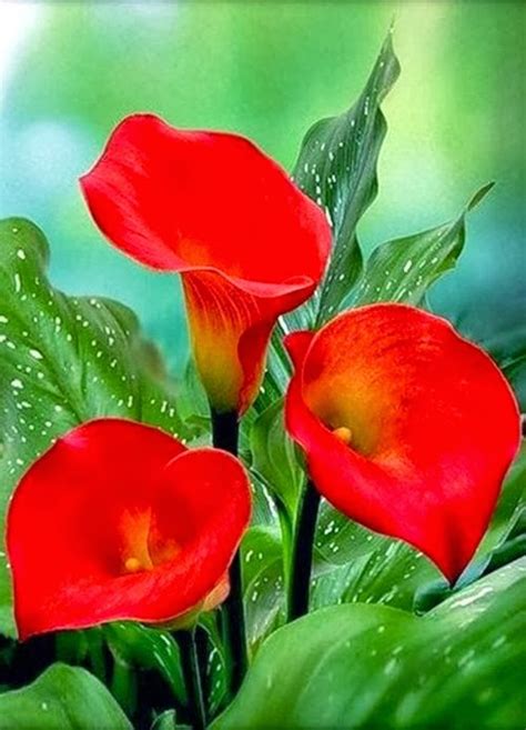 Red Calla Lilies Beautiful Fantastic Materials