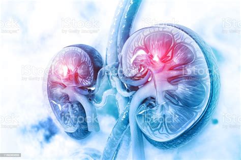 Human Kidney Cross Section On Scientific Background Stock Photo