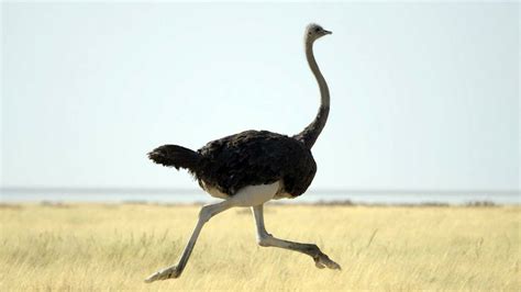 Do Ostriches Really Bury Their Heads In The Sand Have You Ever Seen