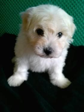 Below is the list of puppy for sale ads on our site. Bichon Maltese Puppies (CUTE) for Sale in Clearwater ...
