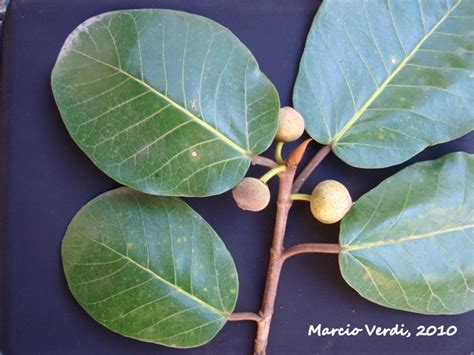 Ficus Gomelleira Images Useful Tropical Plants