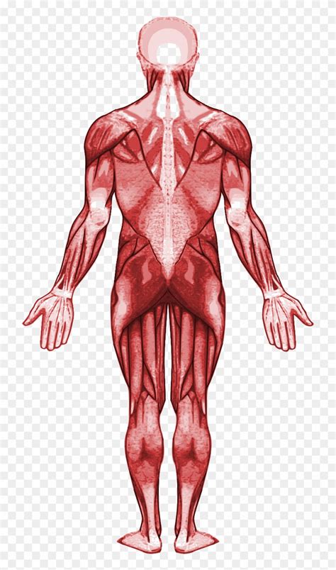 Human Muscles Diagram Unlabeled Human Muscular System