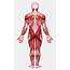 Back Muscle Diagram Unlabeled  Human Body Blank Anatomy Stock