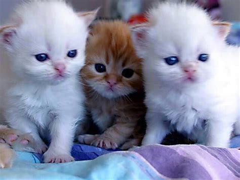 Three Kittens Kittens Photo 38045409 Fanpop