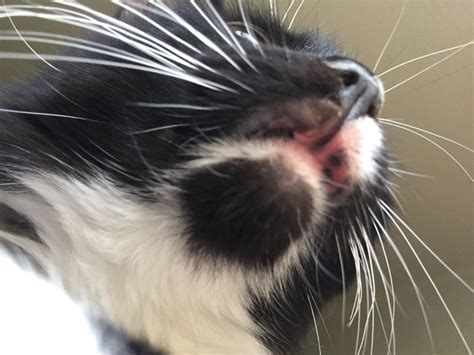 Cat With Rodent Ulcers Thecatsite