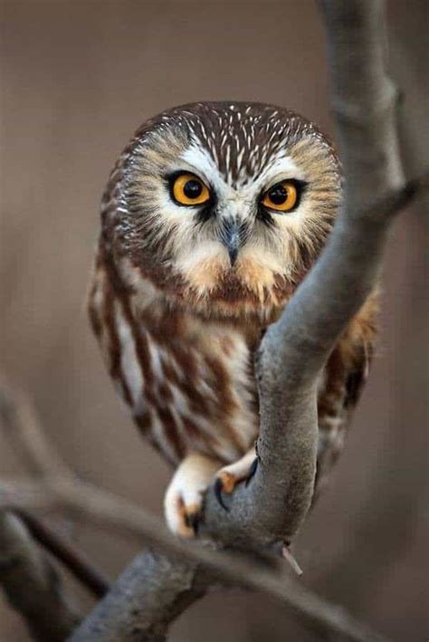 60 Adorable Owl Pictures That You Will Love Tail And Fur