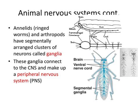 Ppt Notes Big Idea 3 Ch 48 Nervous System Powerpoint