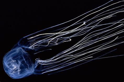 Box Jellyfish Sting How To Treat A Jellyfish Sting