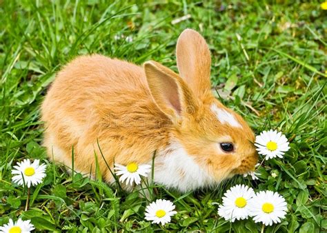Do Rabbits Eat Clematis Vad äter Kaniner I Det Vilda Om Kaniner