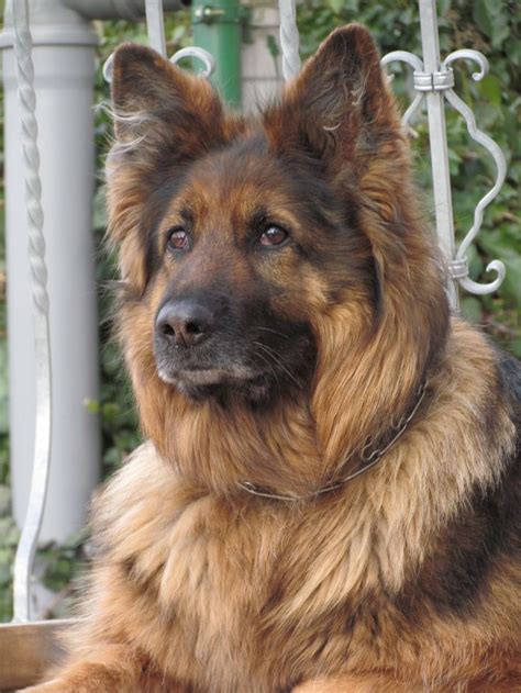 52 Best King Shepherd Images On Pinterest German Shepherd Dogs