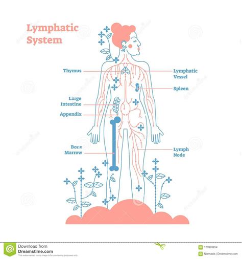 Artistic Lymphatic System Anatomical Vector Illustration Diagram Poster